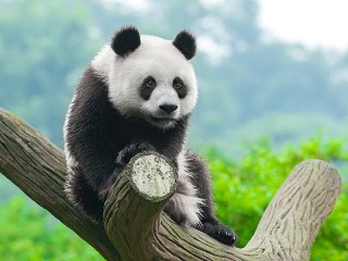 Quebra-cabeça «Panda»