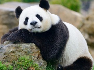 Пазл «Panda»