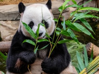 Rompecabezas «panda and bamboo»