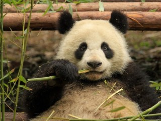 Quebra-cabeça «Panda kushaet»