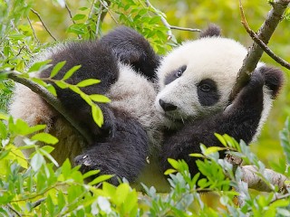 Jigsaw Puzzle «Panda on the branches»