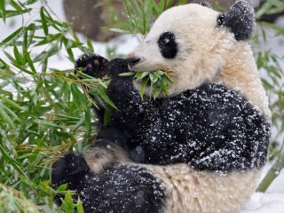 Пазл «Панда зимой»