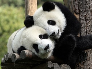 Пазл «Панды-милашки»