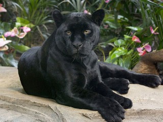 Jigsaw Puzzle «Panther»