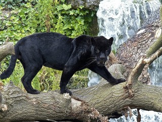 Jigsaw Puzzle «Panther on a tree»
