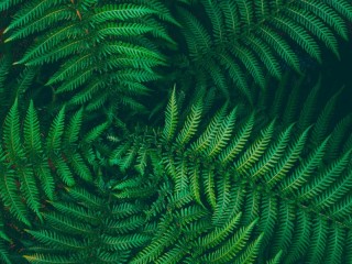 Jigsaw Puzzle «Fern»