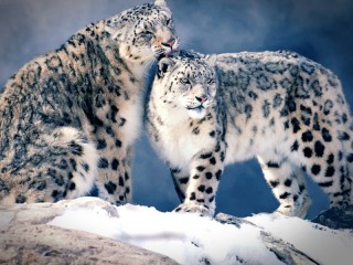 Jigsaw Puzzle «Pair of leopards»
