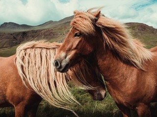 Jigsaw Puzzle «A pair of horses»