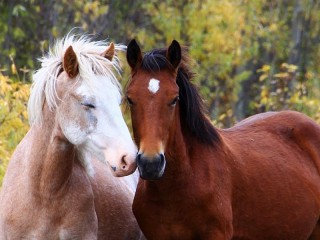 Пазл «Пара лошадей»
