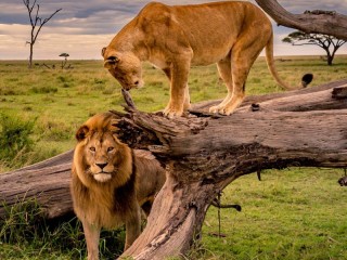 Jigsaw Puzzle «Pair of lions»