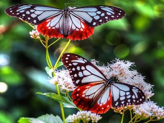 Quebra-cabeça «Couple on flower»