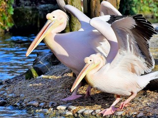 Puzzle «A pair of pelicans»
