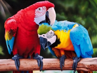 Пазл «A pair of parrots»