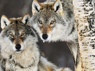 Jigsaw Puzzle «Pair of wolves»