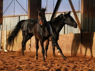 Quebra-cabeça «Horses»