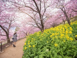Bulmaca «Park Sakura»