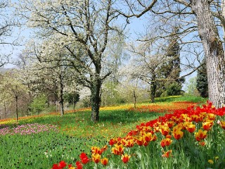 Jigsaw Puzzle «Park tulips»