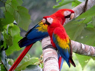 Quebra-cabeça «Parrots»