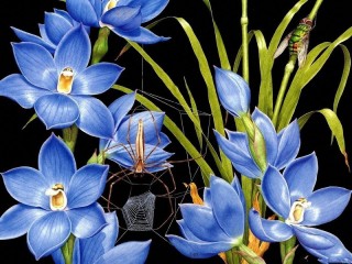 Rompecabezas «Spider-web on flowers»