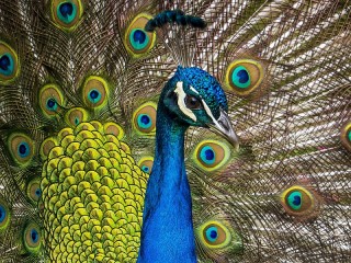 Jigsaw Puzzle «Peacock»
