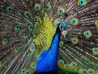 Rätsel «Peacock»
