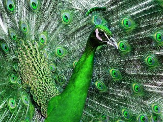 Rompicapo «Peacock»