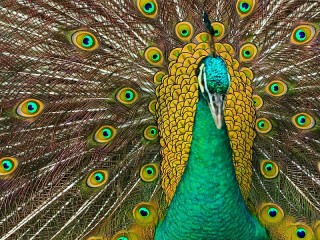 Puzzle «Peacock»