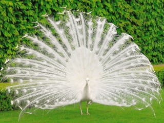 Rompecabezas «Peacock»