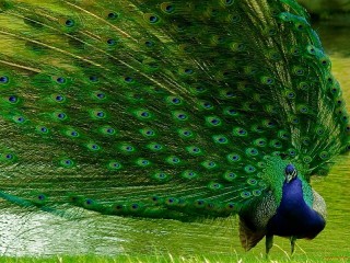 Zagadka «Peacock»