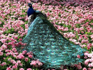 Jigsaw Puzzle «Peacock and flowers»