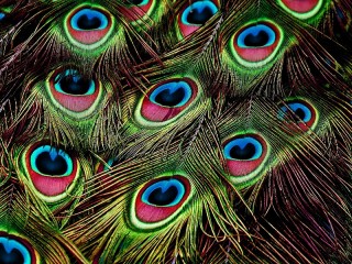 Jigsaw Puzzle «Peacock feathers»