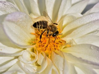 Пазл «Пчела»