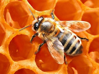 Slagalica «Bee»