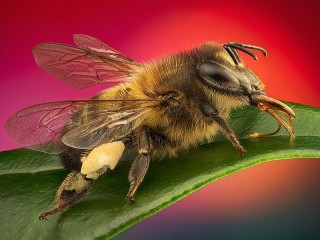 Jigsaw Puzzle «Bee»