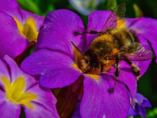 Пазл «Bee on primrose»
