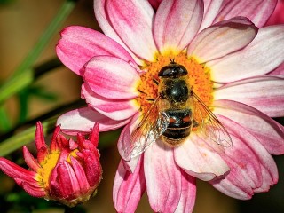 Jigsaw Puzzle «Bee at work»