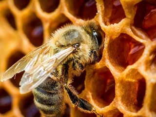 Jigsaw Puzzle «Bee at work»