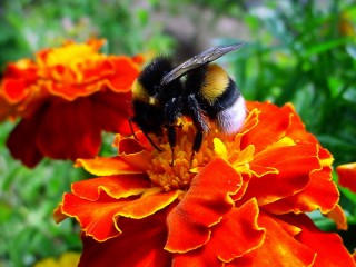 Slagalica «Bee at work»