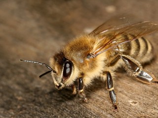 Rätsel «Bee»