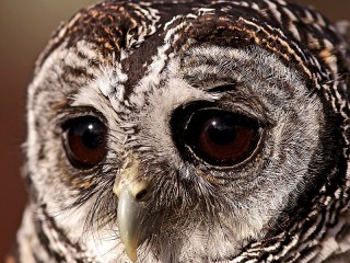 Пазл «Sad owl»