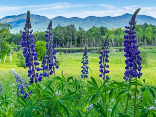 Jigsaw Puzzle «Landscape with lupins»