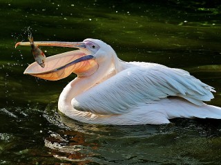 Quebra-cabeça «Pelican»