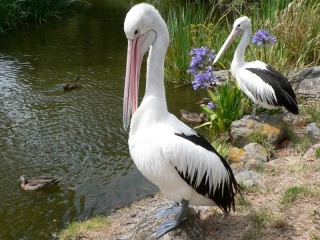 Zagadka «Pelikani»