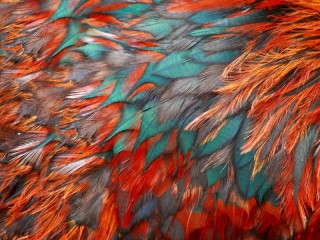 Пазл «Feather texture»