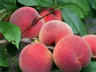 Пазл «Peaches»
