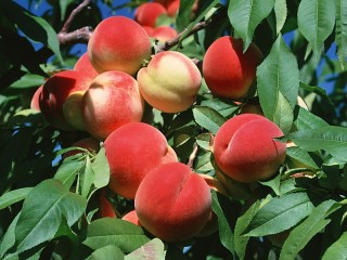 Jigsaw Puzzle «Peach orchard»