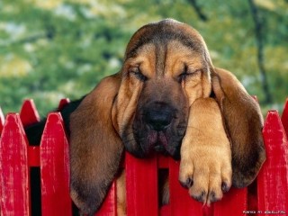 Пазл «Пес на заборе»