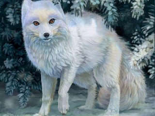 Rompecabezas «Arctic fox»