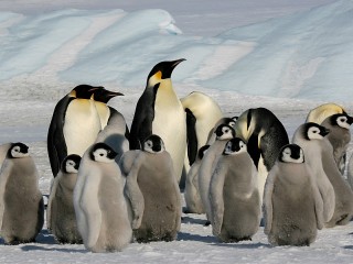 Quebra-cabeça «Pingvini»