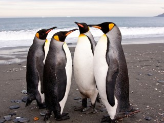 Quebra-cabeça «Penguins»